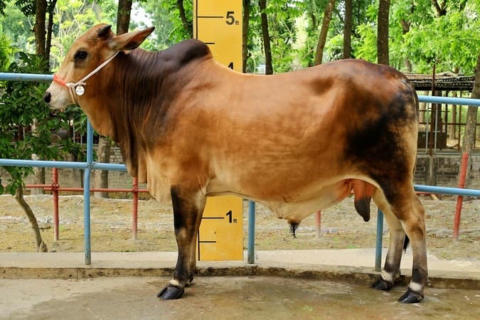 Dholu